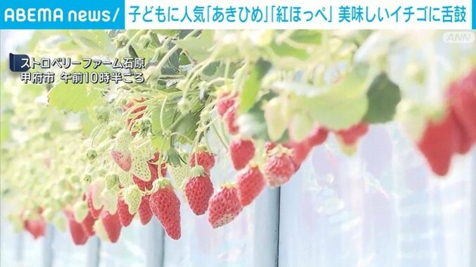 ストロベリーファーム石原