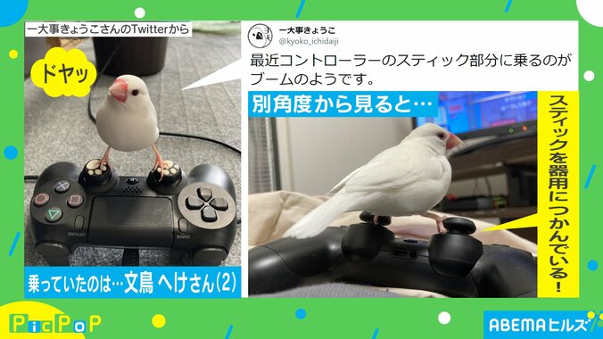 ドヤ顔の“ゲーミング文鳥”が「かっこいい」「これは強い」と評判に 飼い主を取材 1枚目