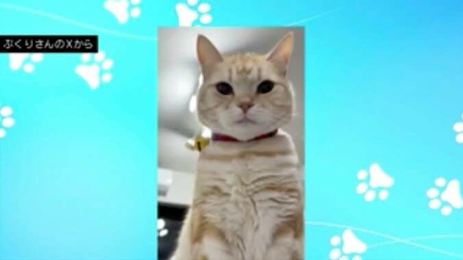 猫のポッケくん