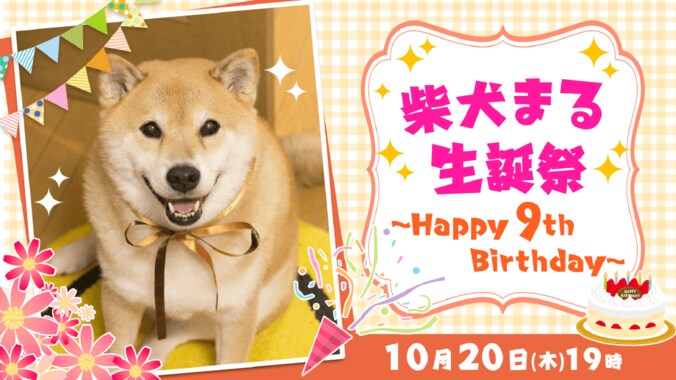 インスタフォロワー250万以上！　世界一有名な柴犬まる・生誕祭をInstagramと連動して生放送 1枚目