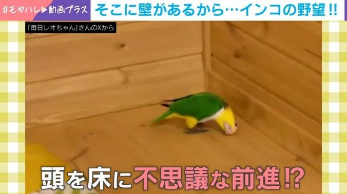 シロハラインコ・レオちゃん（8歳）