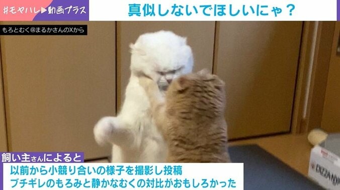 猫のむくくんともろみちゃん