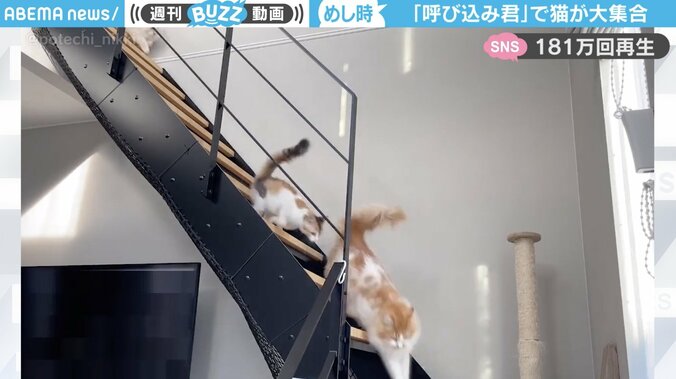 スーパーで馴染みのBGMが流れると… 猫たちが猛ダッシュで大集合 呼び寄せられる姿に「階段ずたずた降りてくるのかわいい」と反響 1枚目