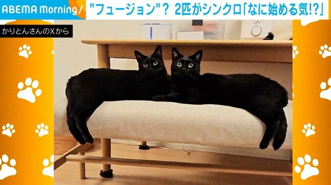 黒猫の兄弟・チックくん（7歳）とタックくん（7歳）