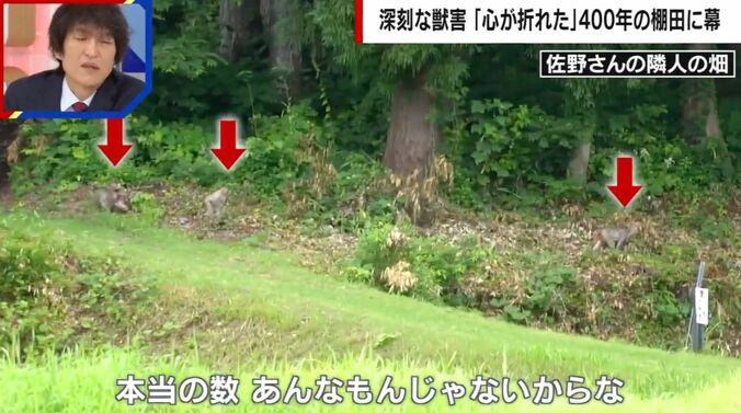 サルが畑を荒らす様子