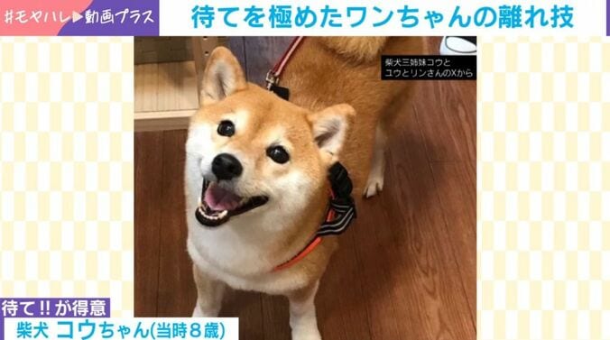 柴犬のコウちゃん