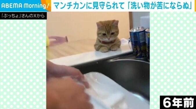 マンチカンのぷてぃこちゃん