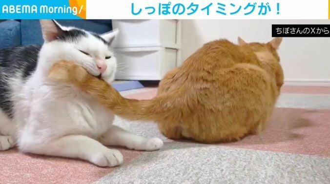 白黒柄のこもちくんと茶トラの茶々くん