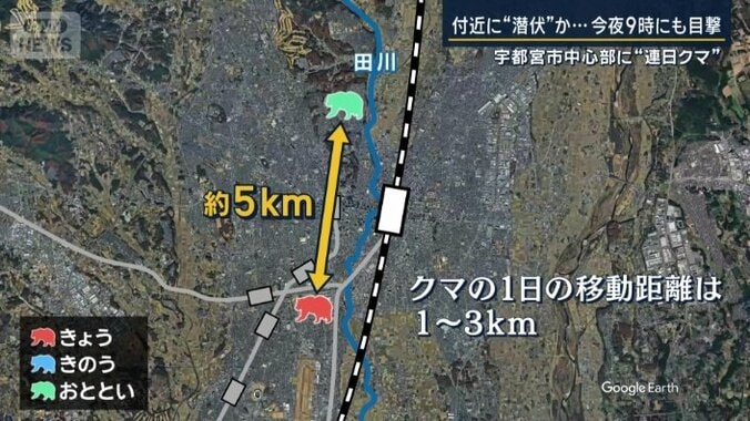 クマの移動距離