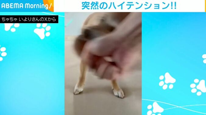 犬の「いより」ちゃん