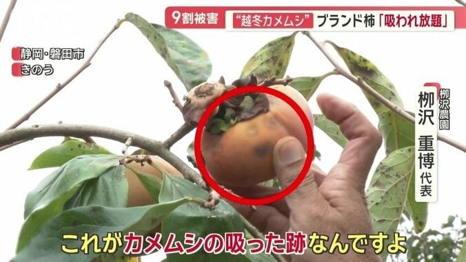 柿にもカメムシの被害