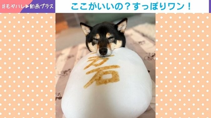 普段のななちゃん