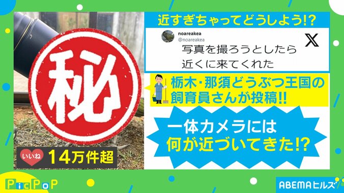 近すぎちゃって… “ゼロ距離” で写ろうするオウムの姿に「どんな顔して覗いてるんだろ」「写りたがり屋なのかなぁ～」と反響続々 1枚目