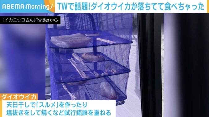 打ち上げられた「ダイオウイカ」の“実食ルポ”が話題「噛めば噛むほど塩化アンモニウムの…」 3枚目