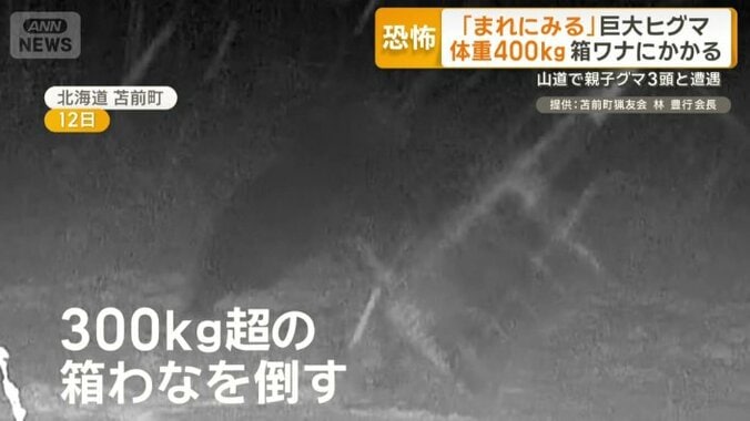 重さ300kgを超える箱わなを倒した巨大なクマ