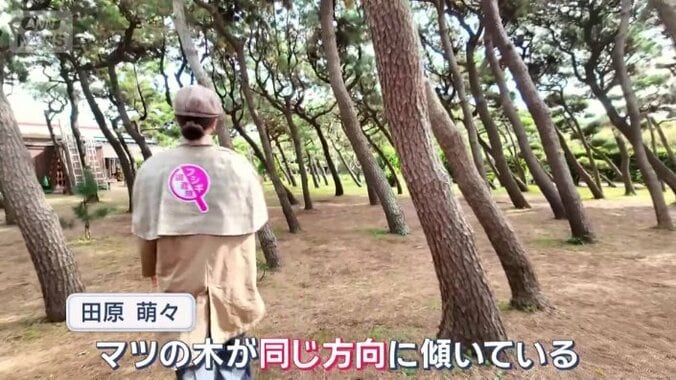 一斉に同じ方角に傾くクロマツ