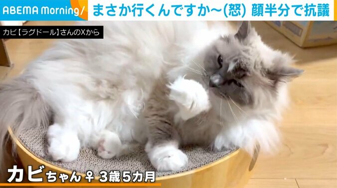 ラグドールのカビちゃん（3歳5カ月）