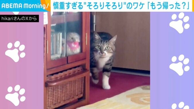 猫の「きよし」くん