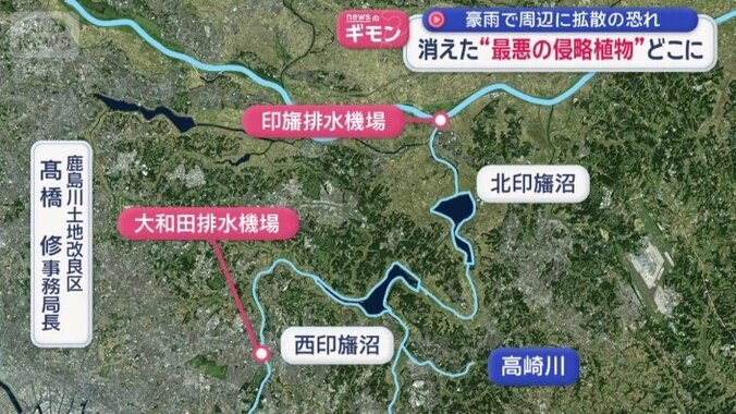 下流までナガエツルノゲイトウが流れ着くと…