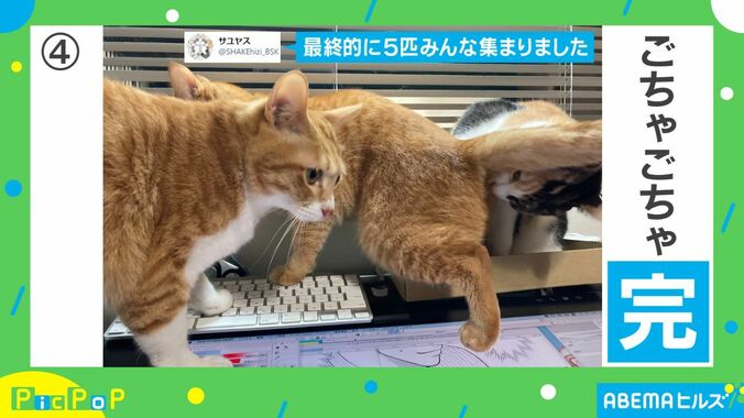 猫に仕事の邪魔をされないために箱を設置…どんどん集まり予想外の展開に「箱の魔力半端ない」 4枚目