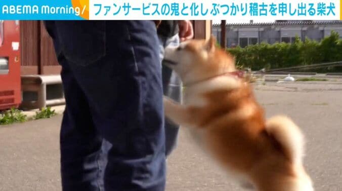 柴犬のらんまるくん