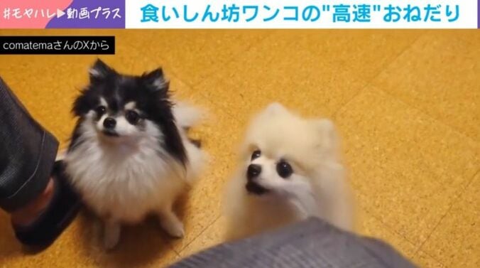 こまちちゃんとてまりちゃん