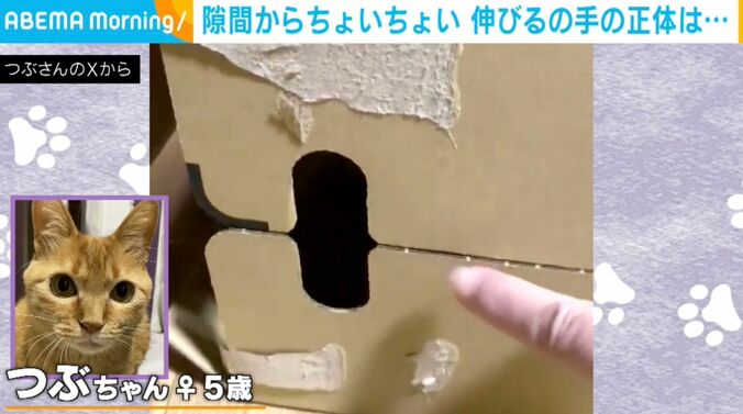 ネコのつぶちゃん