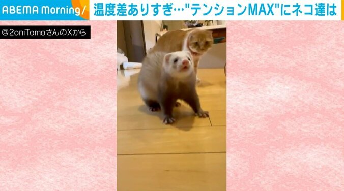 フェレット・ぷぅ太郎くん（1歳）