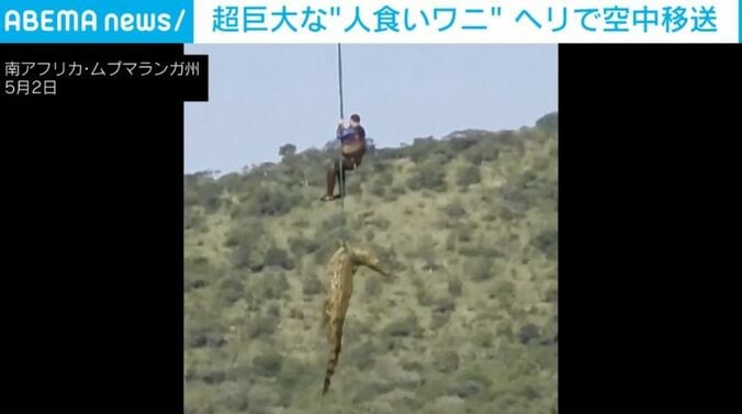ワニ