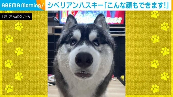 シベリアンハスキーの爽くん（生後9カ月）