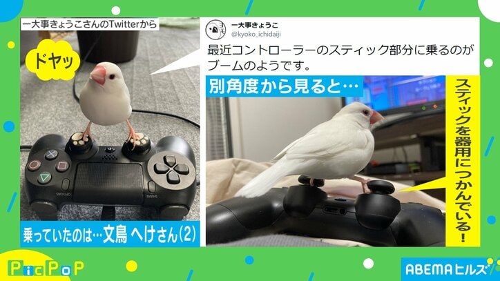 ドヤ顔の“ゲーミング文鳥”が「かっこいい」「これは強い」と評判に 飼い主を取材