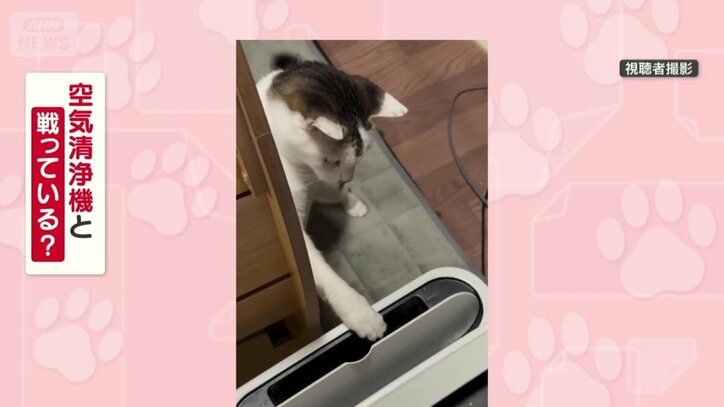 空気清浄機と戦ってる？