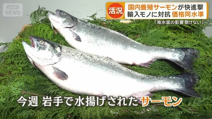 今週 岩手で水揚げされたサーモン