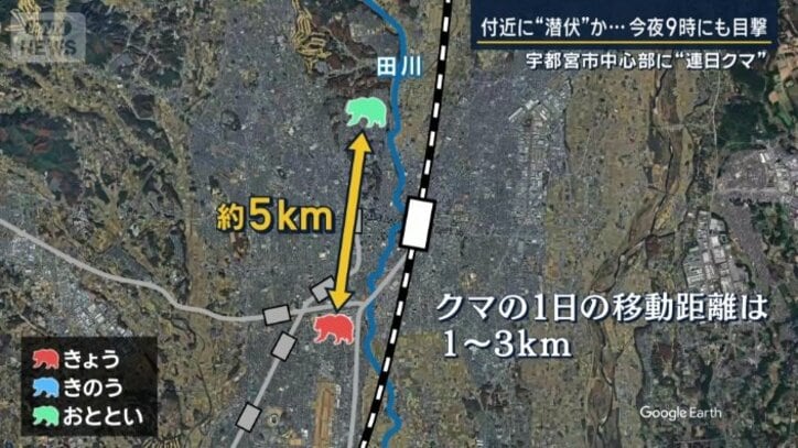 クマの移動距離