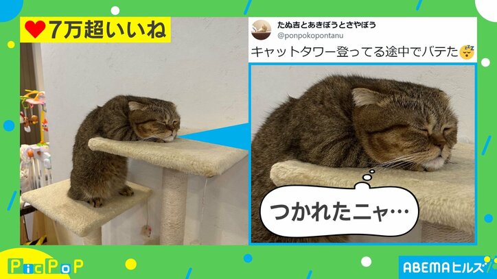 疲れた猫が“シワシワのピカチュウ”に? キャットタワー攻略断念の姿に「表情がwww」「秋バテかな?」とツッコミの嵐