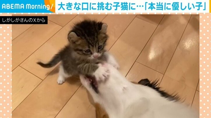 子猫のキウイくんとオーストラリアンシェパードのカイルくん