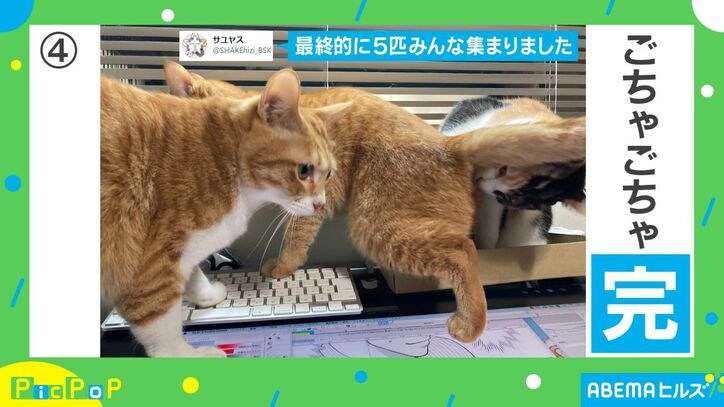 猫に仕事の邪魔をされないために箱を設置…どんどん集まり予想外の展開に「箱の魔力半端ない」