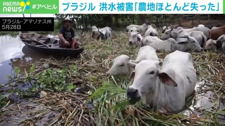水に浸かったままエサを食べる牛