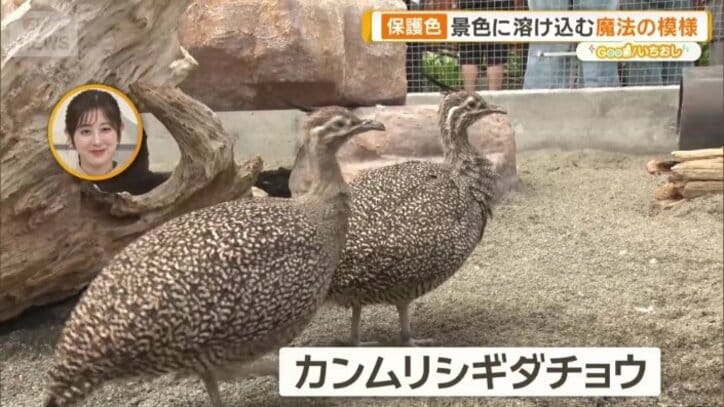 カンムリシギダチョウ