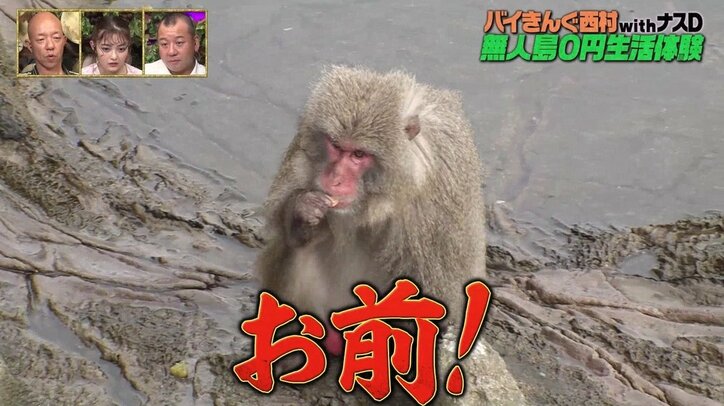 バイきんぐ西村「ボス呼んで来い！」vs猿は奇声を発して威嚇　どうなる無人島生活？ 3枚目