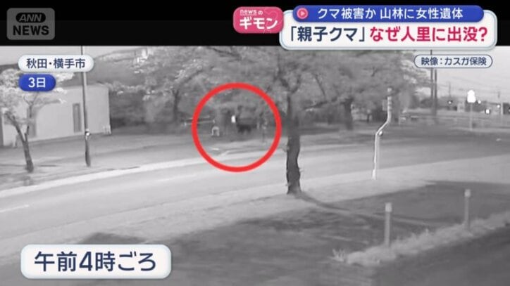 市街地にクマ