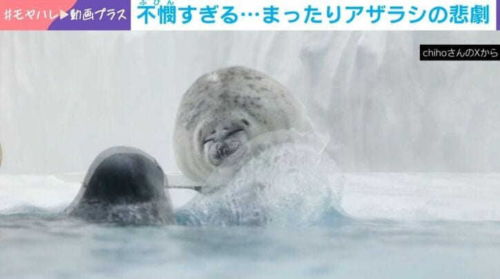 アザラシ