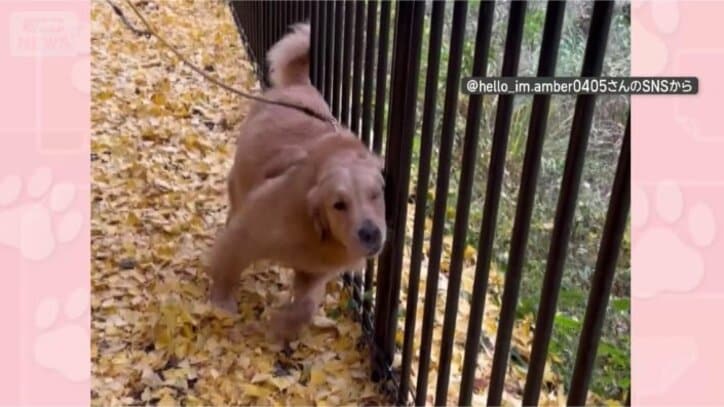 ガタガタするの好きなんだワン