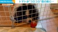 食べたいのに！柵の隙間からミニトマトを食べようとする犬の“しょんぼり顔”に飼い主悶絶
