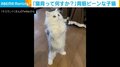 背筋ピーン！ 「猫背って何すか？？」な猫の姿に反響 「弁慶」「正義の味方みたい」の声