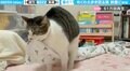 布をくわえて慎重に歩き回る猫 何かの儀式か？謎の行動に「我々凡人には理解できない」の声