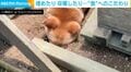 おいしいオヤツを貰ったら…なぜか土に埋める柴犬の“謎行動”がSNSで話題「結構深く埋めるのねw」「お耳と後頭部が可愛すぎ」