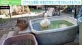 水浴びしようと飛び込むも…氷!? “呆然”と立ち上がるアヒル