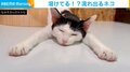流れ出ている... 極限にリラックスして眠る猫の“レアな寝姿”に「にゃんて格好してんだ笑」「ぐったり姿も可愛い」とツボっちゃう人続出