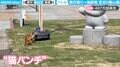 芝刈り機VS猫の“異種格闘技戦”勃発！ 一進一退の珍攻防に群馬県庁前の通行人も思わず立ち止まって「観戦」